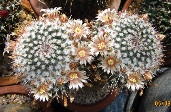 Mammillaria morganiana